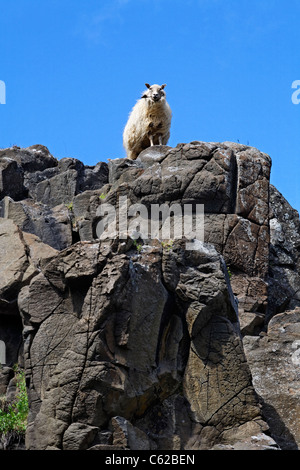 Moutons sur les roches dans le Eastfjords, Islande Banque D'Images