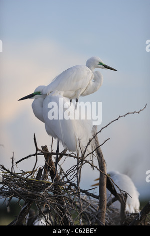 Aigrette intermédiaire - Yellow-egret (Egretta intermedia - Ardea intermedia) paire debout près de leur nid Banque D'Images