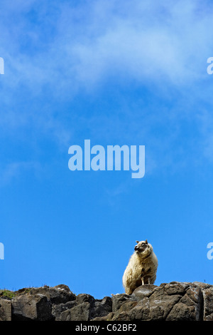 Moutons sur les roches dans le Eastfjords, Islande Banque D'Images