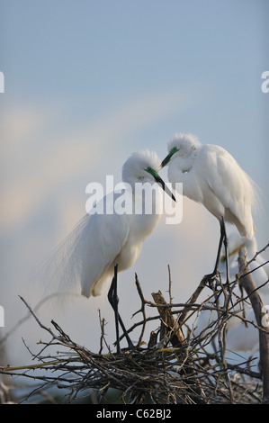 Aigrette intermédiaire - Yellow-egret (Egretta intermedia - Ardea intermedia) paire debout près de leur nid Banque D'Images