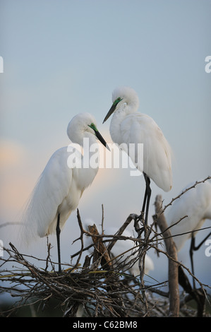 Aigrette intermédiaire - Yellow-egret (Egretta intermedia - Ardea intermedia) paire debout sur leur nid Banque D'Images