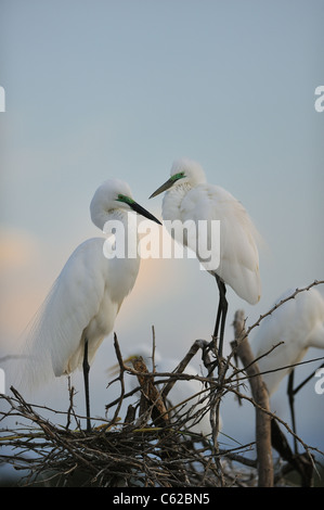 Aigrette intermédiaire - Yellow-egret (Egretta intermedia - Ardea intermedia) paire debout sur leur nid Banque D'Images