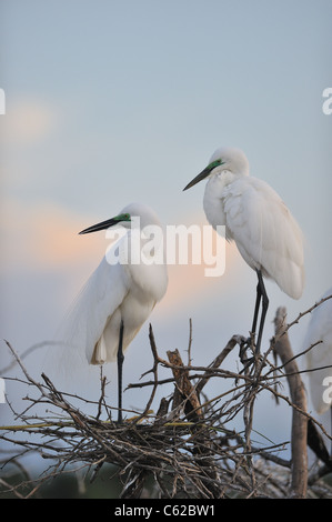 Aigrette intermédiaire - Yellow-egret (Egretta intermedia - Ardea intermedia) paire debout sur leur nid Banque D'Images