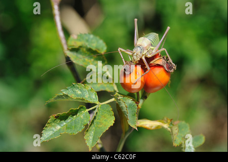 Katydid méditerranéenne - Saddle-soutenu bushcricket (Ephippiger ephippiger) mâle sur rose-hanches de Dog rose (rosa canina) Banque D'Images