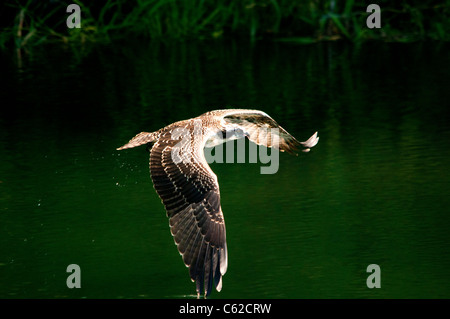 La chasse pour le poisson et les balbuzards couleurs d'une réflexion sur l'eau Banque D'Images