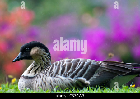 Disparition nene, Hawaiian goose, Kauai, Hawaii Banque D'Images