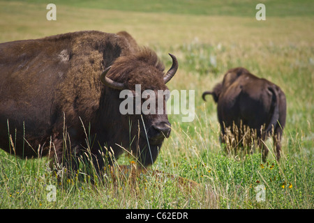 Couple de Buffalo des plaines américaines sauvages sur une prairie dans Custer State Park dans Black Hills Dakota du Sud États-Unis haute résolution Banque D'Images