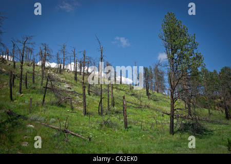 Une forêt a détruit la pluie acide dans Custer State Park Black Hills South Dakota aux États-Unis US personne horizontal haute résolution Banque D'Images