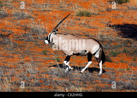 Oryx sur une dune rouge dans le Parc National transfrontalier de Kgalagadi en Afrique du Sud et le Botswana Banque D'Images