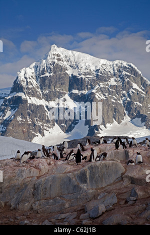 Colonie de manchots Gentoo (Pygoscelis papua), Port Lockroy, Péninsule Antarctique Banque D'Images