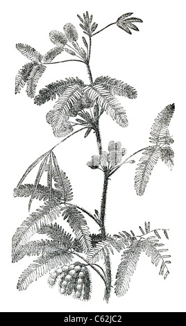 Gravure ancienne plante Parnassia palustris. Le livre 'Natur und Offenbarung' 1861. Volume 7. Banque D'Images