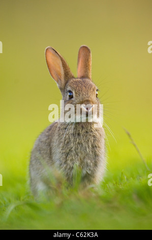 Lapin Oryctolagus cuniculus dans les derniers rayons de lumière du soir un jeune lapin est assis près de son alerte warren Norfolk, UK Banque D'Images