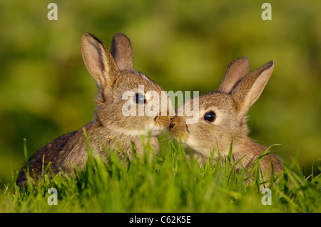 Lapin Oryctolagus cuniculus une paire de lapereaux, ou des chatons, évoquer brièvement le nez dans un moment émouvant Norfolk, UK Banque D'Images