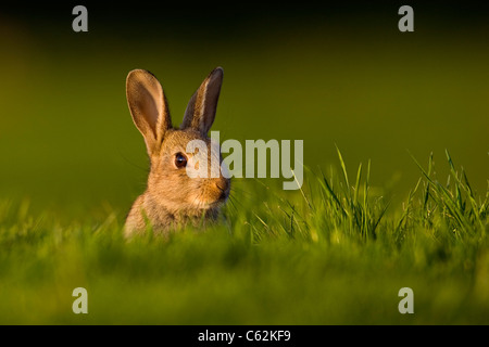 Lapin Oryctolagus cuniculus dans les derniers rayons de lumière du soir un jeune lapin est assis près de son alerte warren Norfolk, UK Banque D'Images