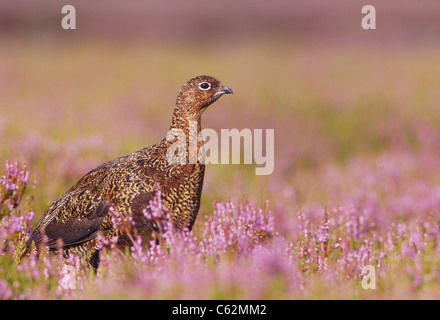 Lagopède des saules Lagopus lagopus scoticus Profile d'un adulte dans une mer de Heather fleurs Yorkshire Dales National Park, Yorkshire Banque D'Images