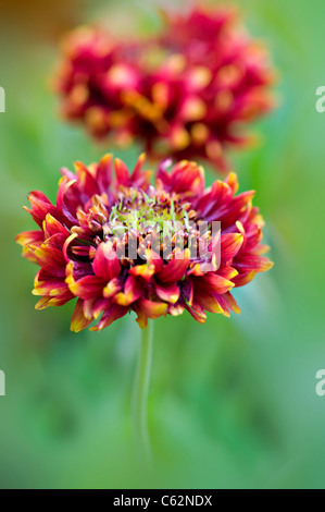 Belle, dynamique de floraison d'été Gaillardia 'pantomime' fleurs mixtes également connu sous le nom de couverture de fleurs, prises contre un arrière-plan. Banque D'Images