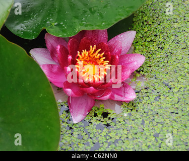 Water Lily dans l'étang de lentilles d'eau Banque D'Images