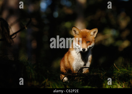 Le Renard roux Vulpes vulpes un homme adulte dans son manteau d'hiver s'arrête dans une parcelle de la lumière du soleil dans une forêt de pins, Lancashire, UK Banque D'Images