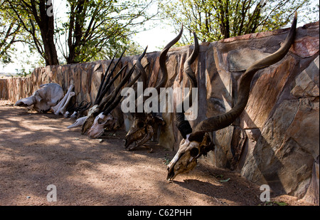 Une sélection de crânes d'animaux et des cornes. Hobatere Lodge, Damaraland, Namibie, Kaokoveld. Banque D'Images