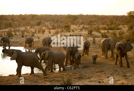 Un troupeau d'éléphants à l'étang de Moringa. Parc national d'Etosha, Namibie. Banque D'Images
