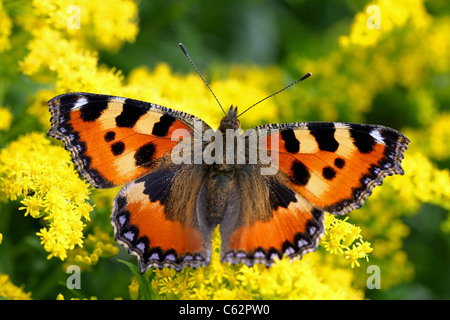 Petite écaille (Aglais urticae) butterfly close up Banque D'Images