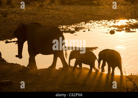 Une mère et ses deux jeunes elephant calf's à le Moringa trou d'eau. Parc national d'Etosha, Namibie. Banque D'Images