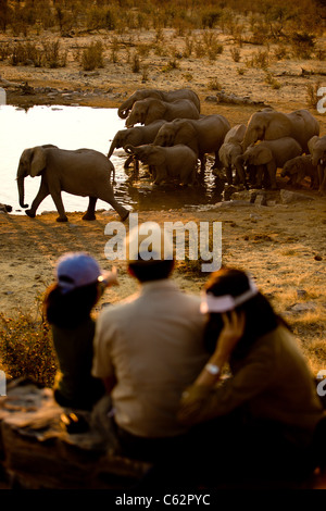 Une famille regardez comme un troupeau d'éléphants boire de l'eau de Moringa. Parc national d'Etosha, Namibie. Banque D'Images