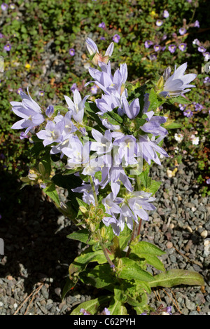 Bell Flower, Campanula moesiaca, Campanulaceae. La Grèce, l'Europe. Une rare et très belle plante des Balkans. Banque D'Images