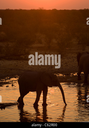 Les éléphants de l'eau potable de Moringa. Parc national d'Etosha, Namibie. Banque D'Images