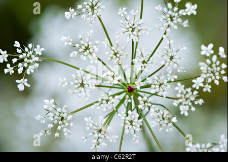 Anthriscus sylvestris - cow parsley ou Queen Anne's Lace Banque D'Images