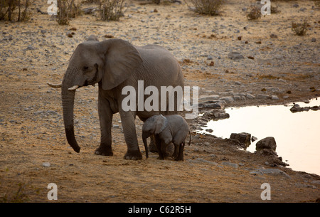 Une mère abris éléphant son bébé à côté de veau le Moringa trou d'eau. Etosha, Namibie. Banque D'Images