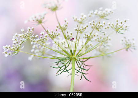 Anthriscus sylvestris - cow parsley ou Queen Anne's Lace Banque D'Images