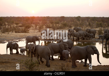 Un énorme troupeau d'éléphants descend sur le Moringa Trou d'eau. Etosha, Namibie. Banque D'Images