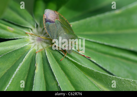 Green Shield Bug (Palomena prasina) sur feuille de Lupin. Banque D'Images