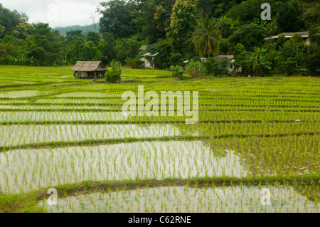 Riz fraîchement plantés pendant la saison des pluies dans le nord de la Thaïlande Banque D'Images