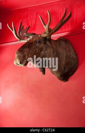 Tête d'orignal monté sur un mur. Banque D'Images