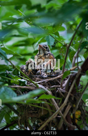 Robin poussins dans un nid. Banque D'Images