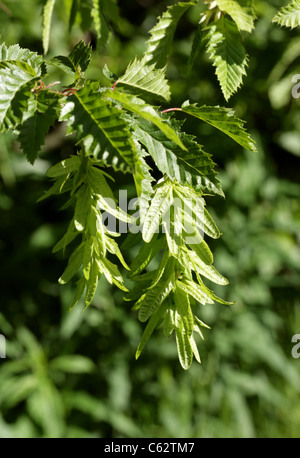 Ou européenne, Carpinus betulus charme commun 'Incisa', les Bétulacées (CORYLACEAE). L'Europe. Banque D'Images