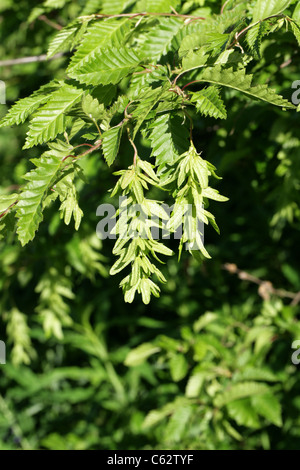 Ou européenne, Carpinus betulus charme commun 'Incisa', les Bétulacées (CORYLACEAE). L'Europe. Banque D'Images
