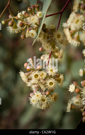 Close up de fleurs sur l'Eucalyptus polyanthemos cluster. Banque D'Images