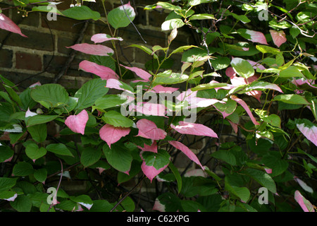 L'Actinidia Actinidia kolomikta Actinidiaceae,,. Extrême-Orient russe, la Corée, le Japon et la Chine. Une espèce de vigne ligneuses à feuilles caduques. Banque D'Images