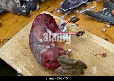 Peau de lapin.Viande de lapin à peau entière et morte évidée.Viandes pour carnivores au Northwich Medieval Festival Verdin Park, Northwich, août 2011 - Banque D'Images