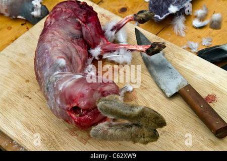 Peau de lapin.Viande de lapin à peau entière et morte évidée.Viandes pour carnivores au Northwich Medieval Festival Verdin Park, Northwich, août 2011 - Banque D'Images