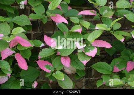 L'Actinidia Actinidia kolomikta Actinidiaceae,,. Extrême-Orient russe, la Corée, le Japon et la Chine. Une espèce de vigne ligneuses à feuilles caduques. Banque D'Images