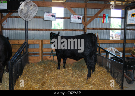 Dans le comté de l'Ontario Black Angus, wc séparés. Banque D'Images