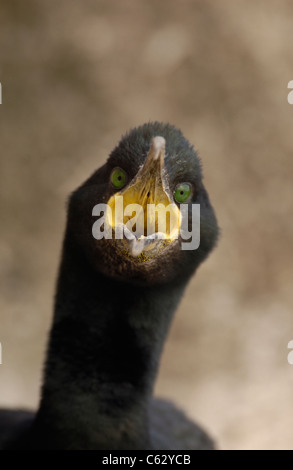 SHAG Phalacrocorax aristotelis une menace adultes afficher pour dissuader les prédateurs de s'approcher trop près des îles Saltee, Irlande Banque D'Images