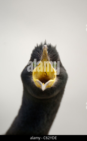 SHAG Phalacrocorax aristotelis une menace adultes afficher pour dissuader les prédateurs de s'approcher trop près des îles Saltee, Irlande Banque D'Images