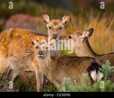 Le cerf sika Cervus nippon un veau est affectueusement préparés par sa mère et d'un sub-adulte Dorset, UK Banque D'Images