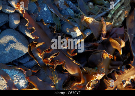 Des algues sur la plage de Porthoustock village sur la péninsule de Lizard, Cornwall, United Kingdom Banque D'Images