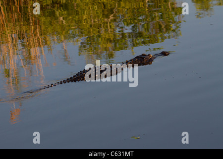 Alligator Alligator mississippiensis () Banque D'Images